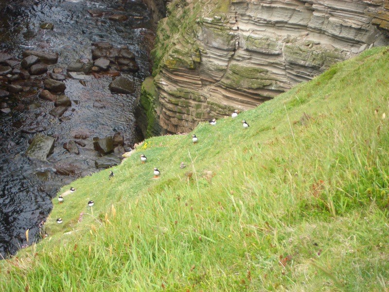 Papageientaucher - (Fratercula arctica) - Puffins