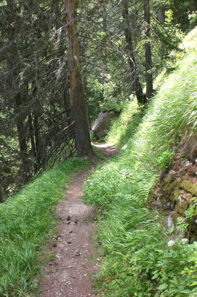 Chelliwald vor Heiligkreuz