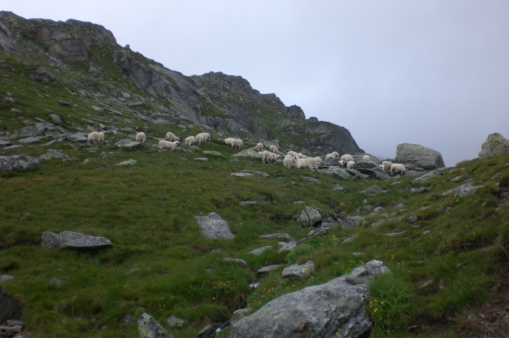 Schafe und die Mittlenbärghütte