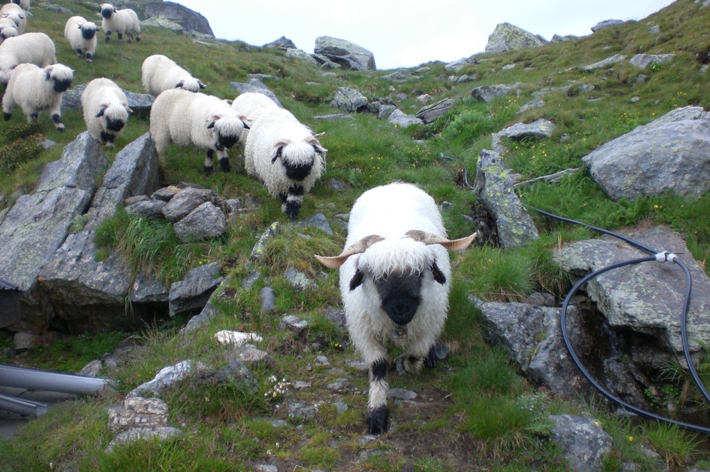 Schafe und die Mittlenbärghütte