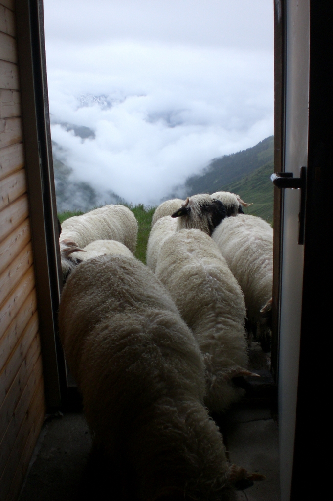 Schafe und die Mittlenbärghütte