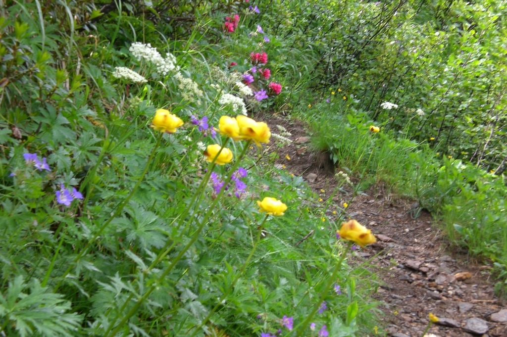Blumen am Lago Tremorgio
