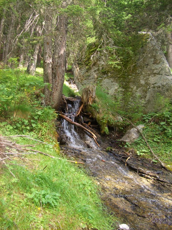 Aufstieg im Wald