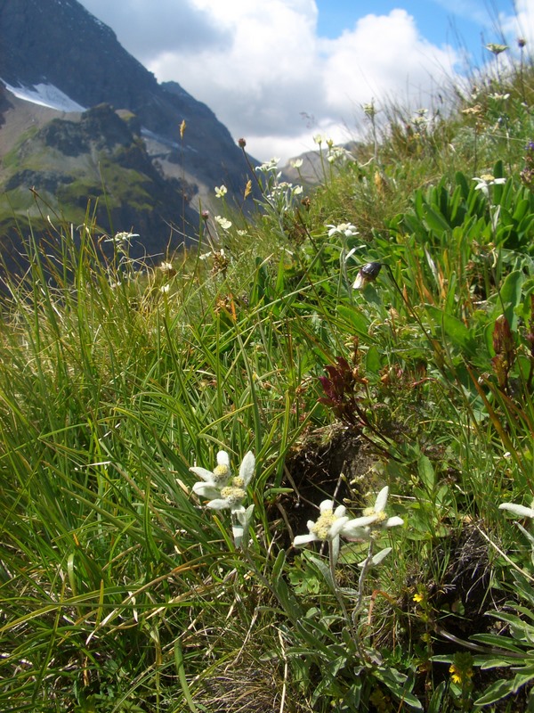 Edelweißwiese(Leontopodium alpinum)