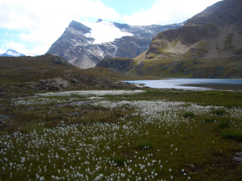 Blumen am See